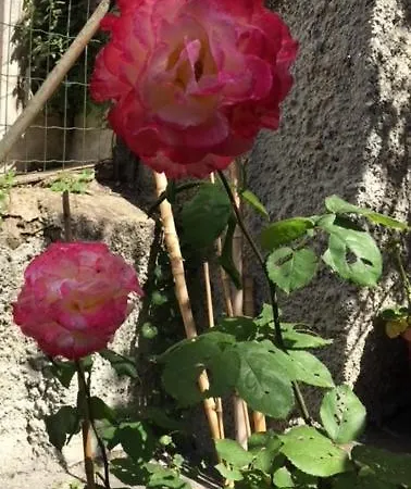 Relais Fiorelli فندق مبيت وإفطار 4*