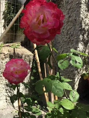 Relais Fiorelli B&B 4*