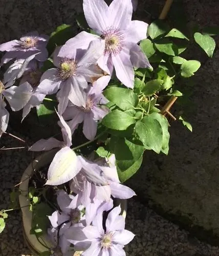 Relais Fiorelli 4* 로마