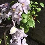 费奥雷利别墅瑞拉斯住宿加早餐旅馆 4* 罗马