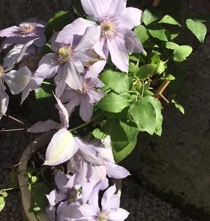 Relais Fiorelli 4* Rome